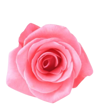 Rose - Hello Tea