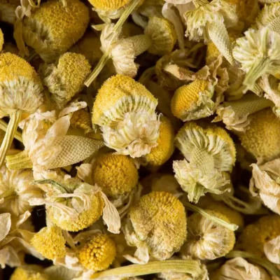 Damman Frères – Camomille